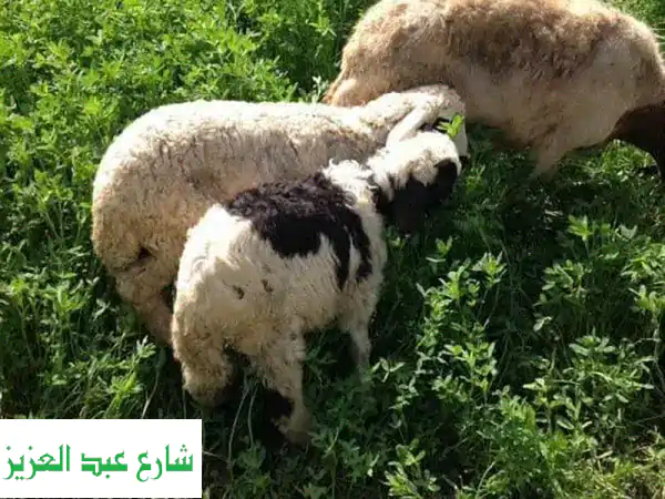 خراف بلدى تربية بيتى بمناسبة العيد