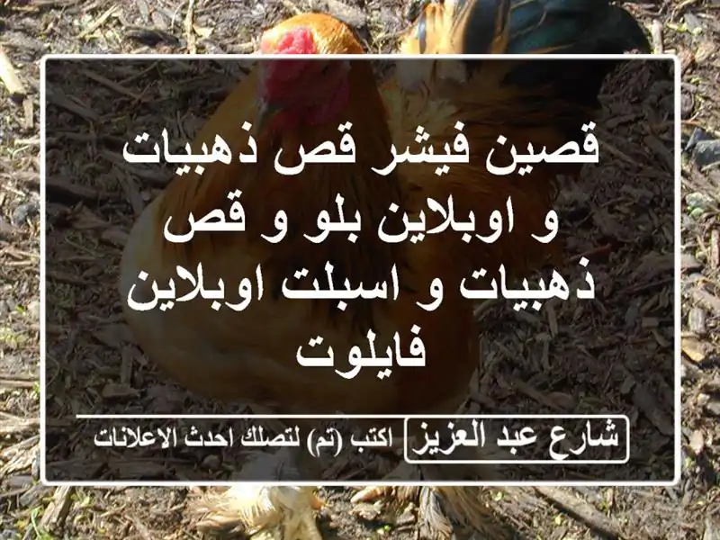 قصين فيشر قص ذهبيات و اوبلاين بلو و قص ذهبيات و...