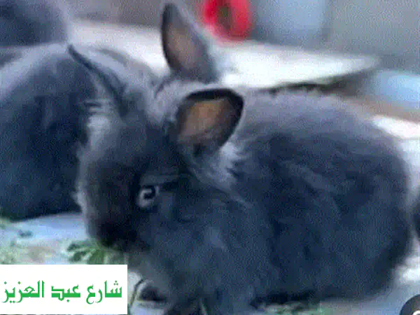 ارانبه انغورا قذم في حلوان كلمني واتس