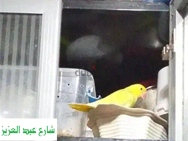 فروخ ببغاء درة لاتيني: رفيقك الهادئ والآمن المثالي!