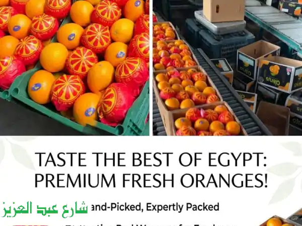 برتقال مصري فاخر لتوسيع أعمالك: جودة...