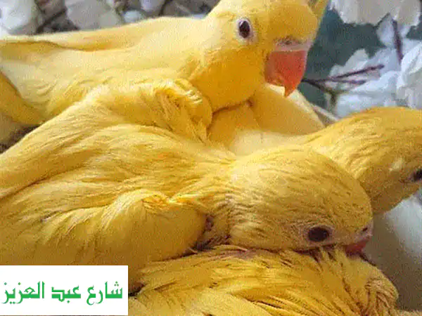 فروخ ببغاء درة لاتيني: رفيقك الهادئ والآمن المثالي!