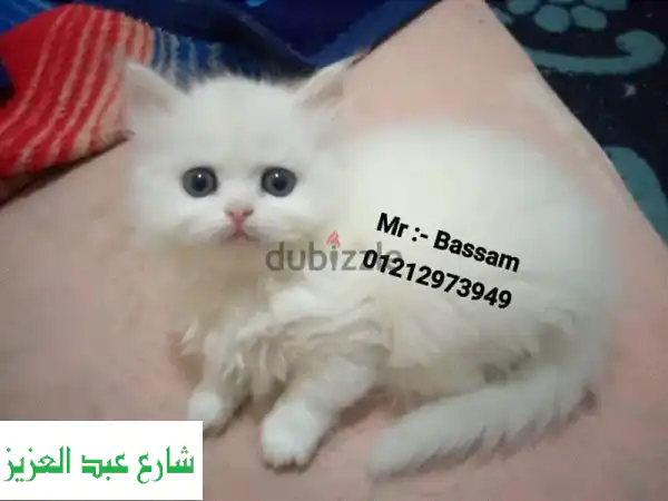 قطط شيرازي مون فيس بيضاء ساحرة للبيع 🐾 ذكر...