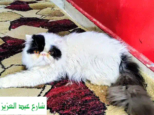 قطط شيرازي مون فيس بيضاء ساحرة للبيع 🐾 ذكر وأنثى مدربين 45 يومًا!