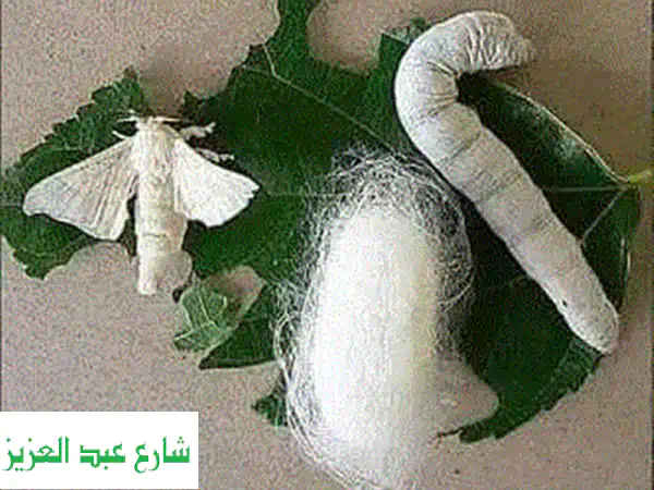 الدود القز لأطفالك: مين حيلحق يسعدهم؟ كمية محدودة جداً!