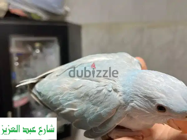 فرخين درة أليفة للبيع: بلو تركواز مفطوم ومروض، وبلو لاسوينج نادر! 🦜