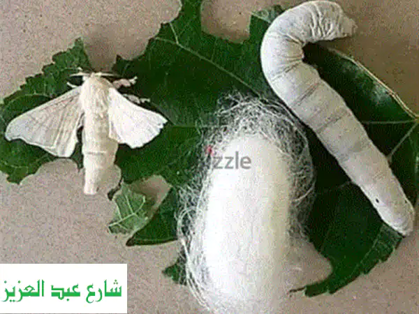 الدود القز لأطفالك: مين حيلحق يسعدهم؟ كمية محدودة جداً!