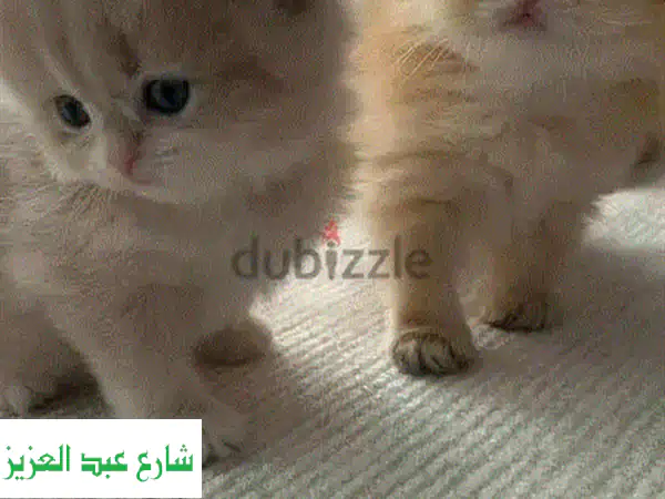 لا تفوت الفرصة! أجمل كيتن بريطاني ستريت ذهبي (Nay11)...