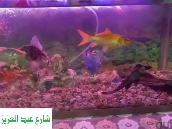 فرصة ذهبية! حوض سمك كامل 70x30 سم متكامل وجاهز لجسر السويس | كل المشتملات الفاخرة