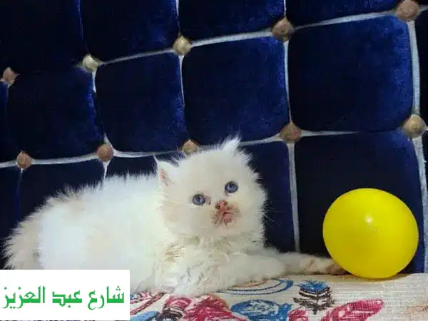 لا تفوت الفرصة! أجمل كيتن بريطاني ستريت ذهبي (Nay11) للبيع | شقي وذكي، مدرب ومطعم بالكامل!