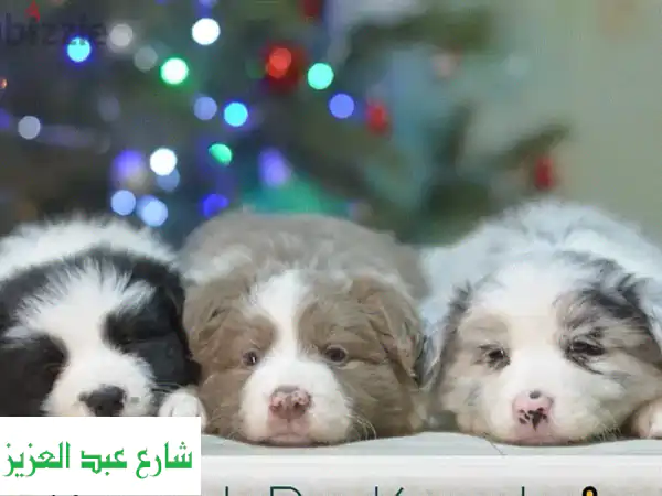 جرو بوردر كولي مستورد من أوروبا: رفيقك الذكي...