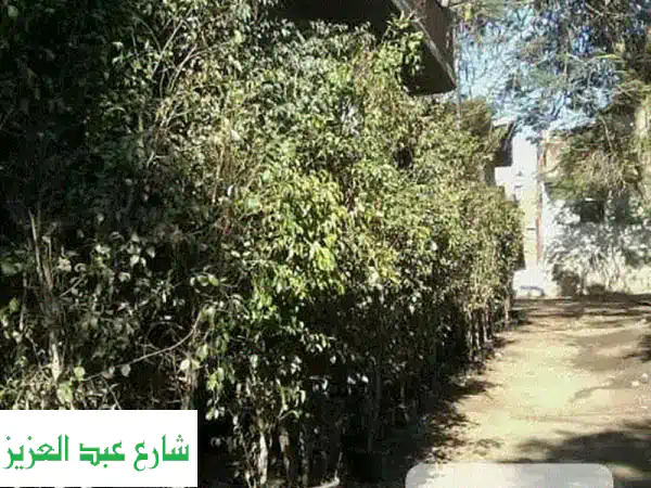 بنجمينا خضراء اربعه متر السعر 400