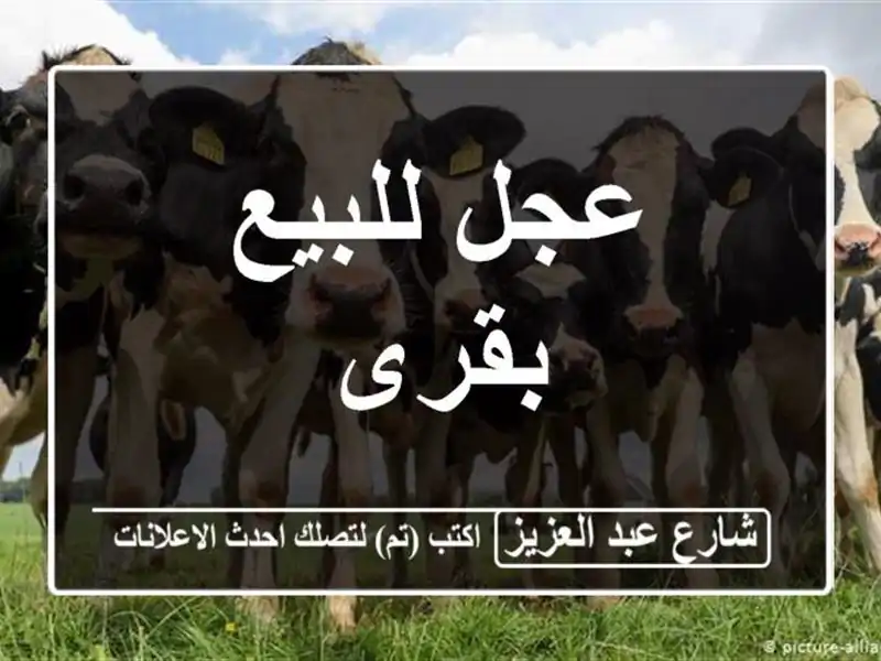 عجل للبيع بقرى