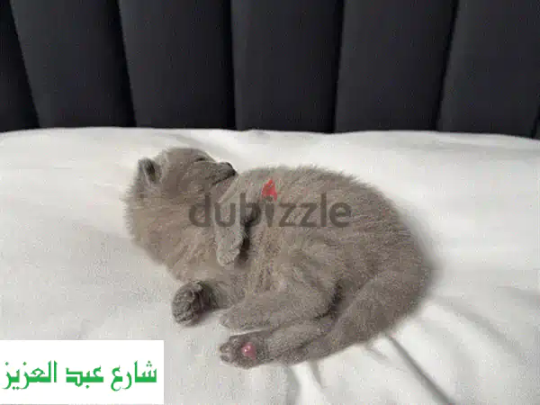 British shorthair kitten