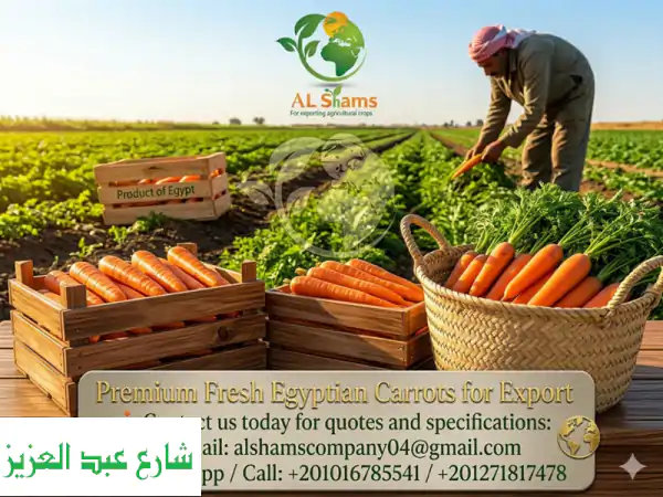 premium fresh egyptian carrots for export source the finest carrots from egypt’s top...