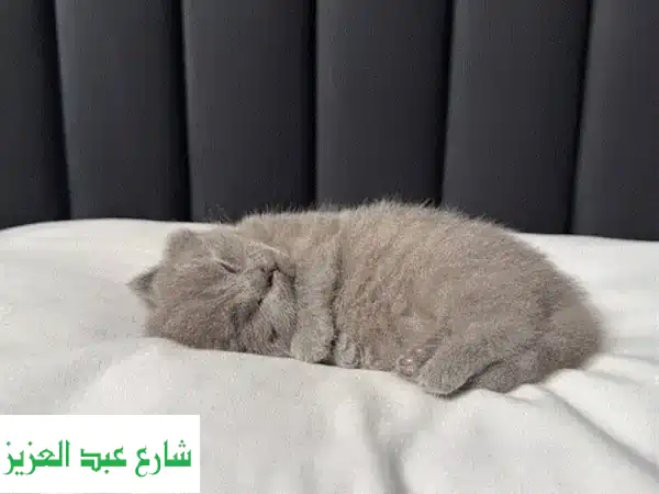 British shorthair kitten