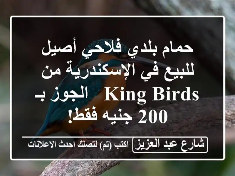 حمام بلدي فلاحي أصيل للبيع في الإسكندرية من King Birds...