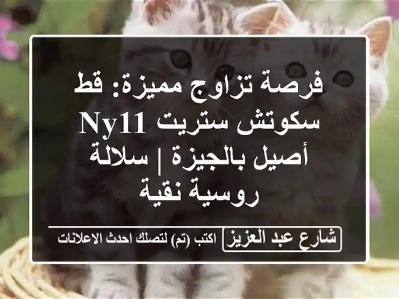 فرصة تزاوج مميزة: قط سكوتش ستريت NY11 أصيل بالجيزة...