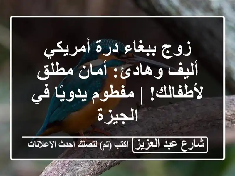 زوج ببغاء درة أمريكي أليف وهادئ: أمان مطلق لأطفالك!...