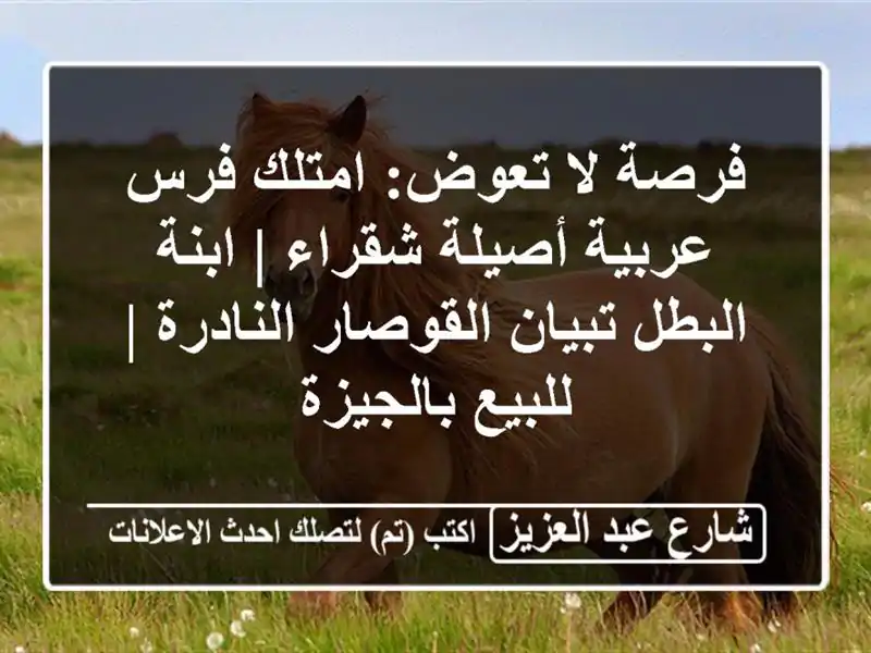 فرصة لا تعوض: امتلك فرس عربية أصيلة شقراء | ابنة...