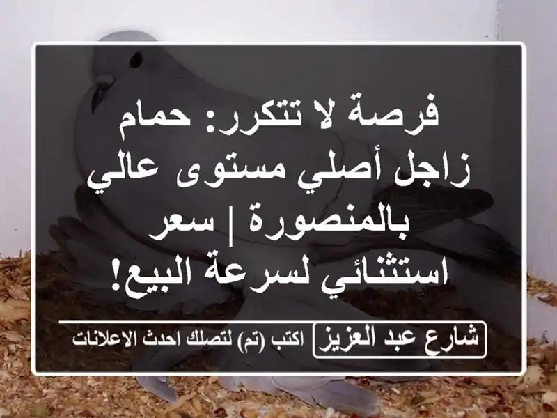 فرصة لا تتكرر: حمام زاجل أصلي مستوى عالي بالمنصورة...