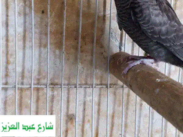 فرصة نادرة لمربي الحمام: ذكر سنغالي شغال 'سوبر جامبو' – عيون ذهبية وبطن برتقالي مميز!