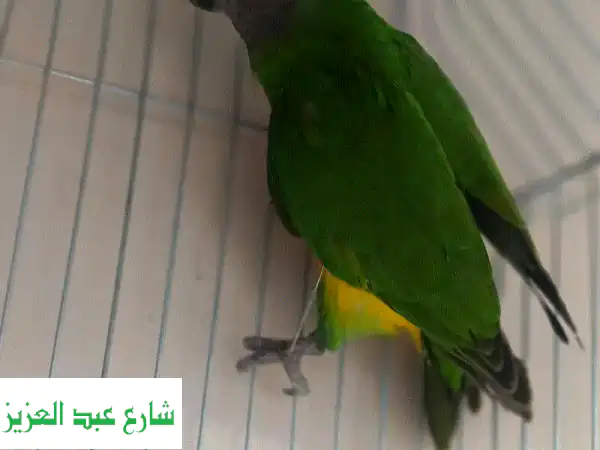 فرصة نادرة لمربي الحمام: ذكر سنغالي شغال 'سوبر جامبو'...