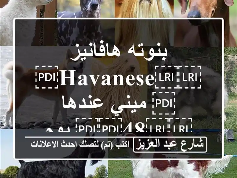 بنوته هافانيز ⁦⁦Havanese⁩⁩ ميني عندها ⁦⁦48⁩⁩ يوم