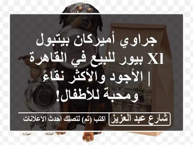 جراوي أميركان بيتبول XL بيور للبيع في القاهرة |...