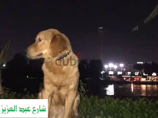 استضافه قطط و كلاب