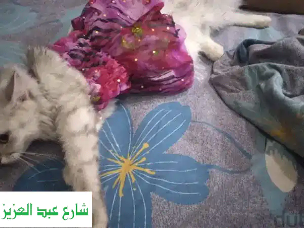 استضافه قطط و كلاب
