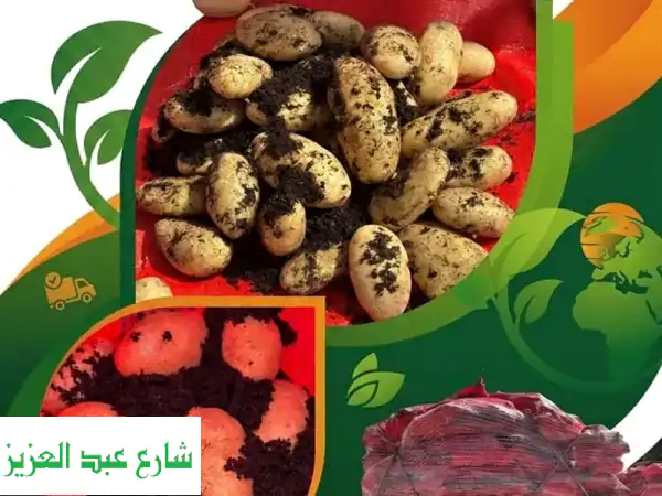 ذهب مصر الأصيل لأسواقك: استورد الجودة والتميز اليوم!