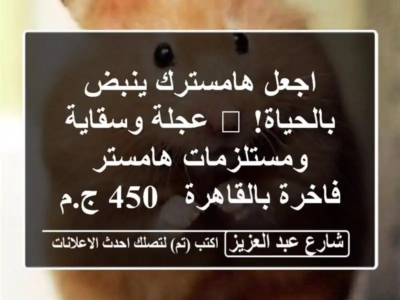 اجعل هامسترك ينبض بالحياة! 🐹 عجلة وسقاية...