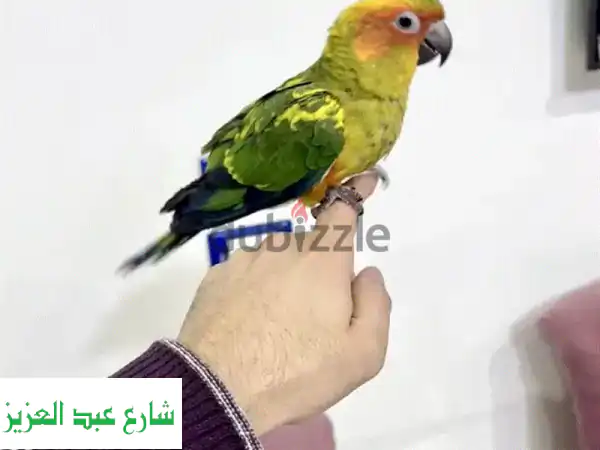 ببغاء صن كونيور أليف جدا بدون عض نهائي مدرب تاكيل...
