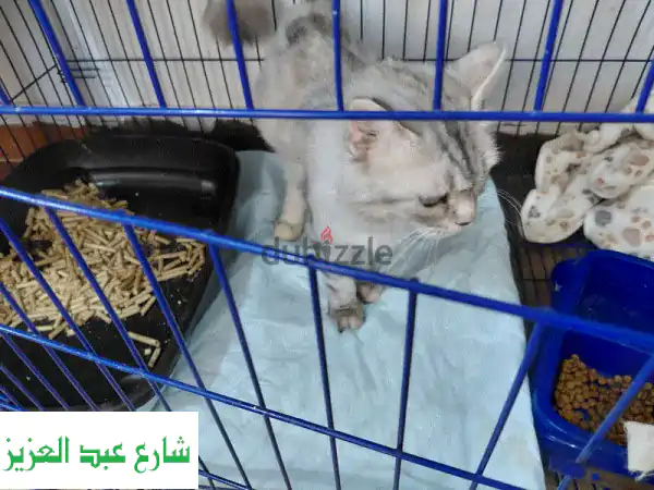 استضافة قطط مميزة بـ 70 جنيه يومياً! رعاية متكاملة وراحة بالك مضمونة