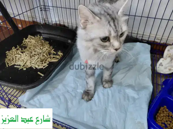 استضافة قطط مميزة بـ 70 جنيه يومياً! رعاية...