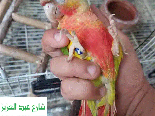 ببغاء صن كونيور أليف جدا بدون عض نهائي مدرب تاكيل يدوي من صغره