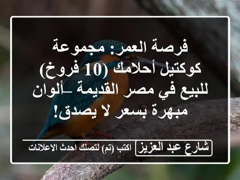 فرصة العمر: مجموعة كوكتيل أحلامك (10 فروخ) للبيع في...