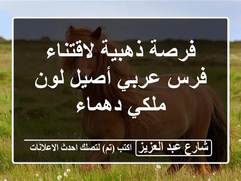 فرصة ذهبية لاقتناء فرس عربي أصيل لون ملكي دهماء