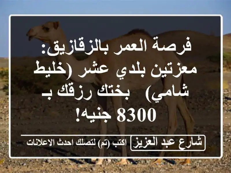 فرصة العمر بالزقازيق: معزتين بلدي عشر (خليط شامي) -...