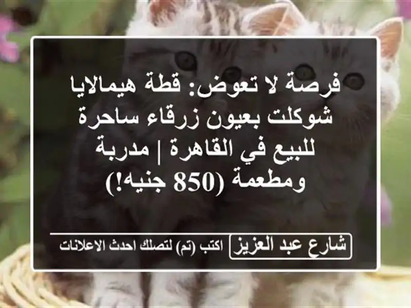 فرصة لا تعوض: قطة هيمالايا شوكلت بعيون زرقاء...