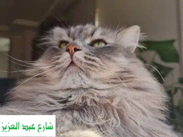 Kitty Hotel | استضافة قطط منزلية فاخرة | وداعاً للأقفاص! 🐾