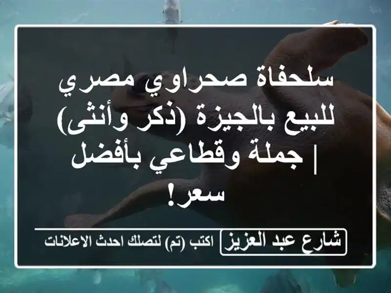 سلحفاة صحراوي مصري للبيع بالجيزة (ذكر وأنثى) |...