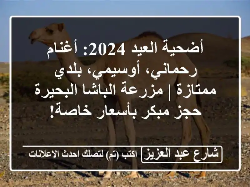 أضحية العيد 2024: أغنام رحماني، أوسيمي، بلدي ممتازة | مزرعة الباشا البحيرة - حجز مبكر بأسعار خاصة!