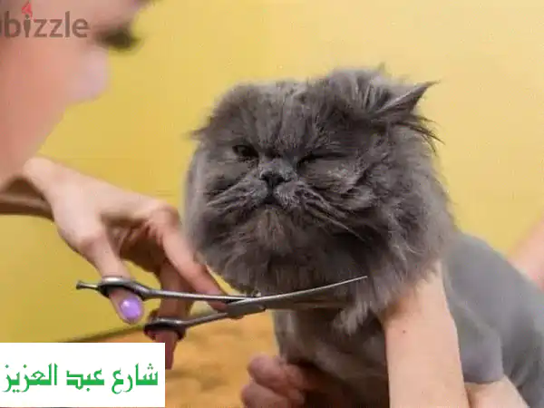 حلاقة احترافية لقطط وكلاب طنطا | حماية أليفك من...