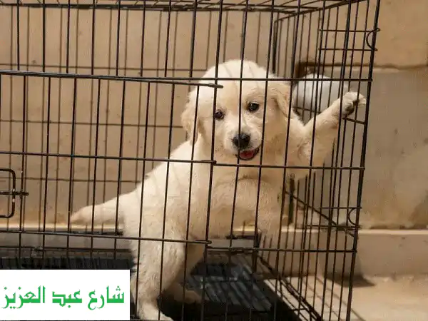 جرو جولدن ريتريفر أنثى Pure Top للبيع: جمال ونقاء لا...