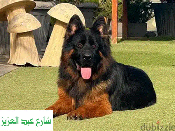 جرو جولدن ريتريفر أنثى Pure Top للبيع: جمال ونقاء لا يضاهى في مصر!