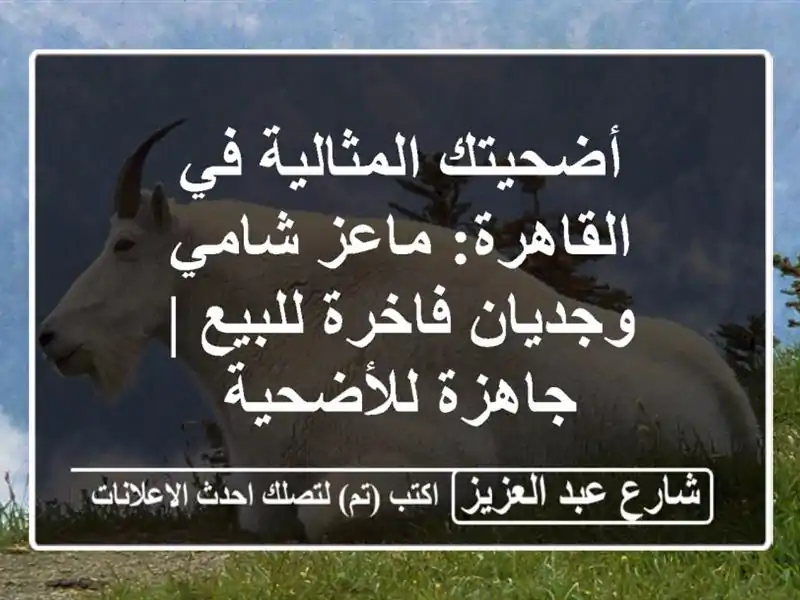 أضحيتك المثالية في القاهرة: ماعز شامي وجديان...
