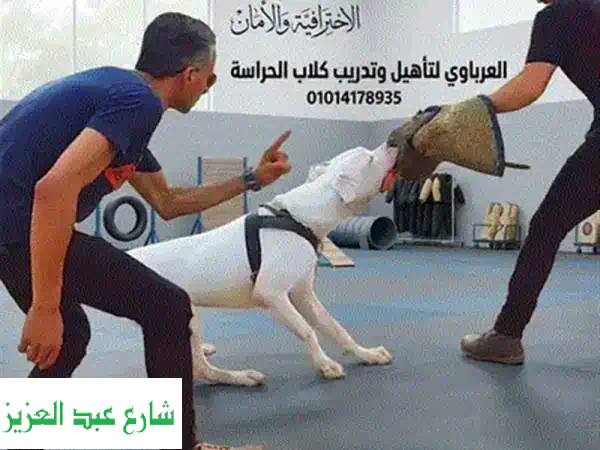 مدرب كلاب احترافي: خبرة حرس الحدود | طاعة، حماية، فهم عميق لسلوك كلبك!