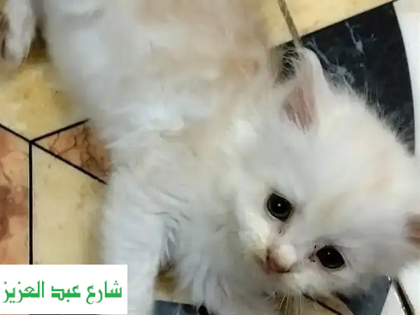 جليس حيوانات أليفة موثوق به في القاهرة | رعاية...